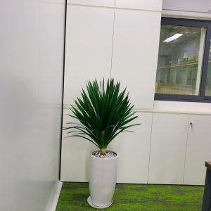 Cây Phát Tài Núi