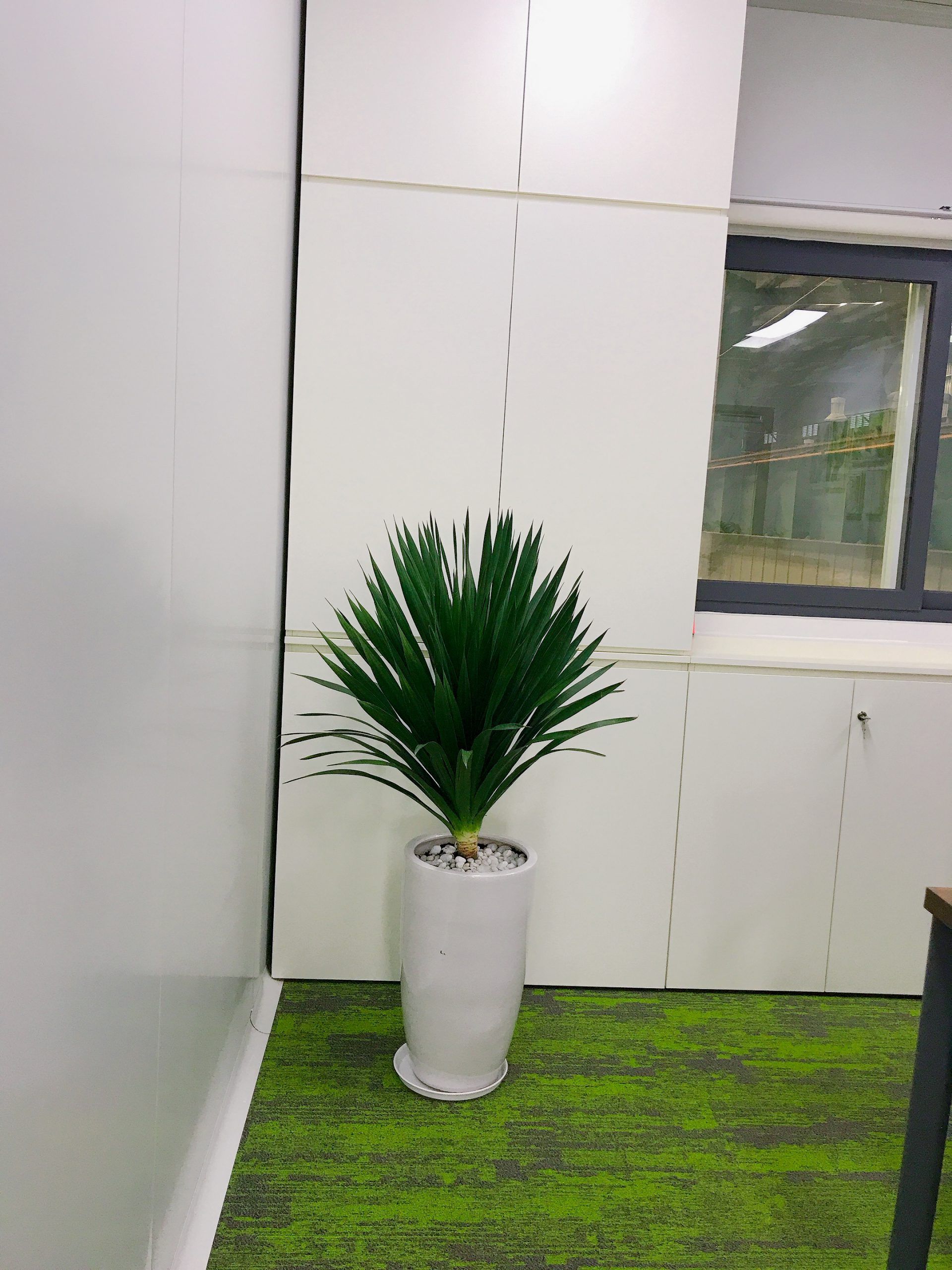 Cây Phát Tài Núi