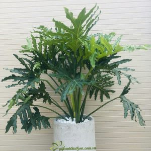 Cây Trầu Bà Thanh Xuân