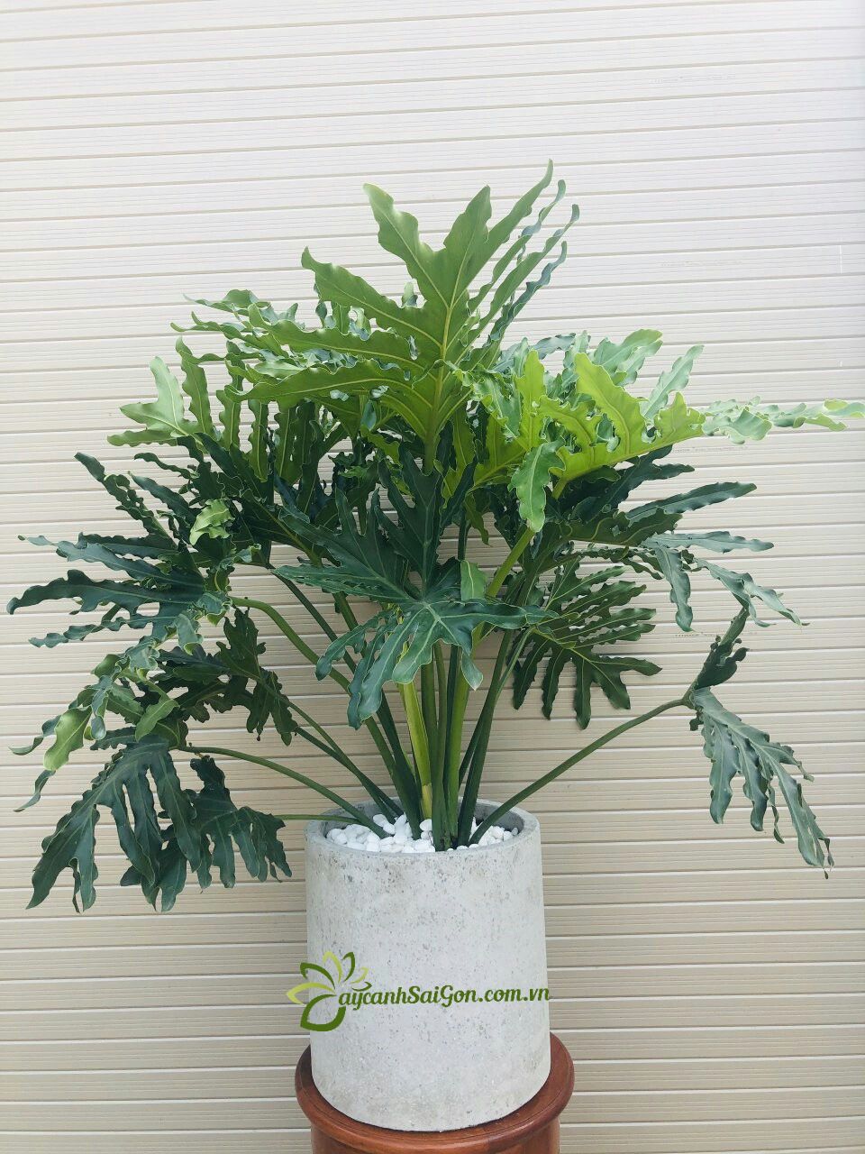 Cây Trầu Bà Thanh Xuân