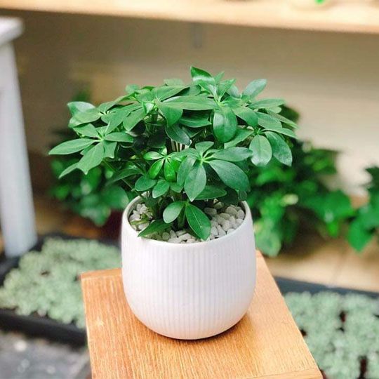 Cây Ngũ Gia Bì Để Bàn - Ảnh 2