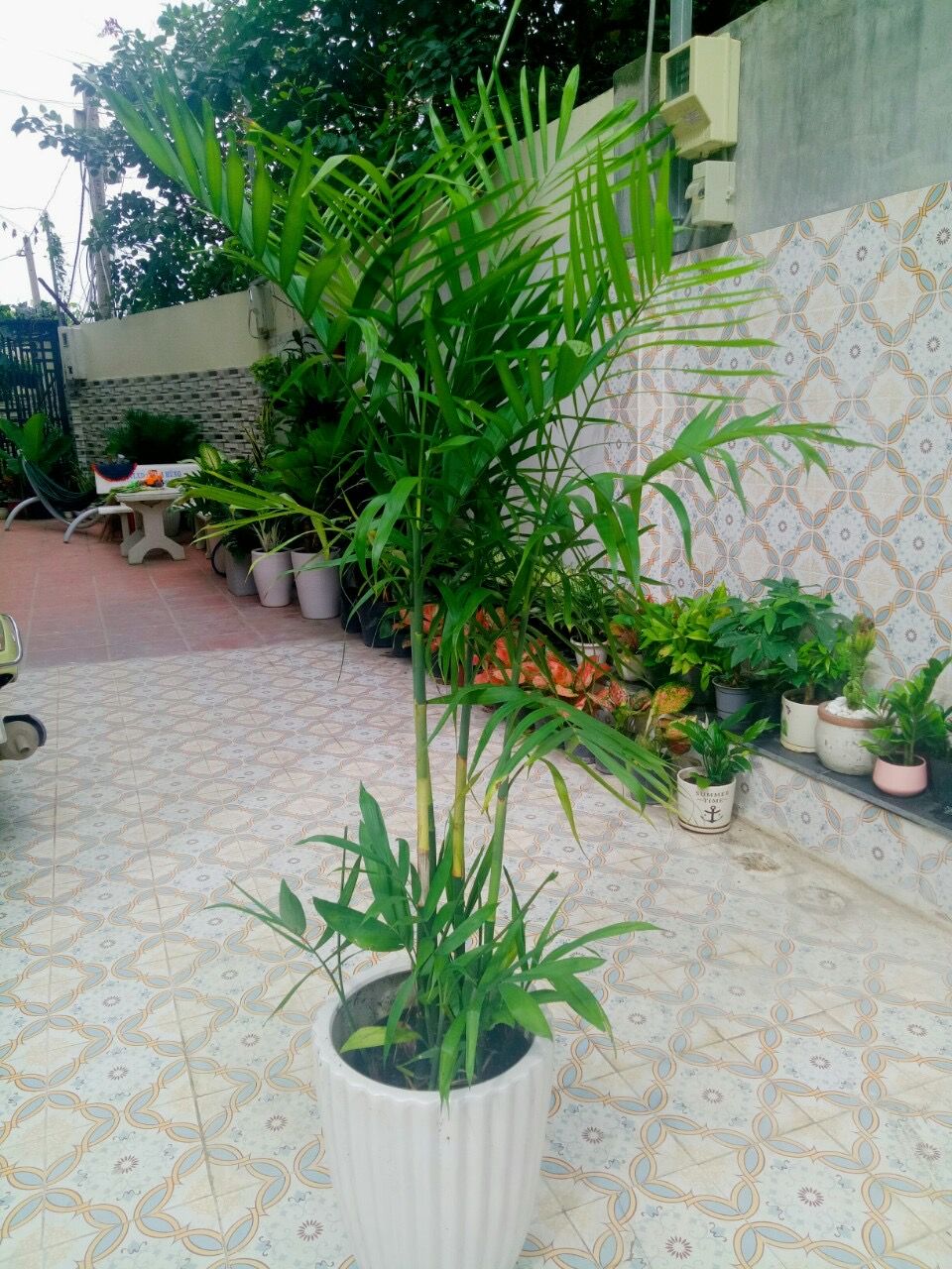 Cây Cau Hawai - Ảnh 2