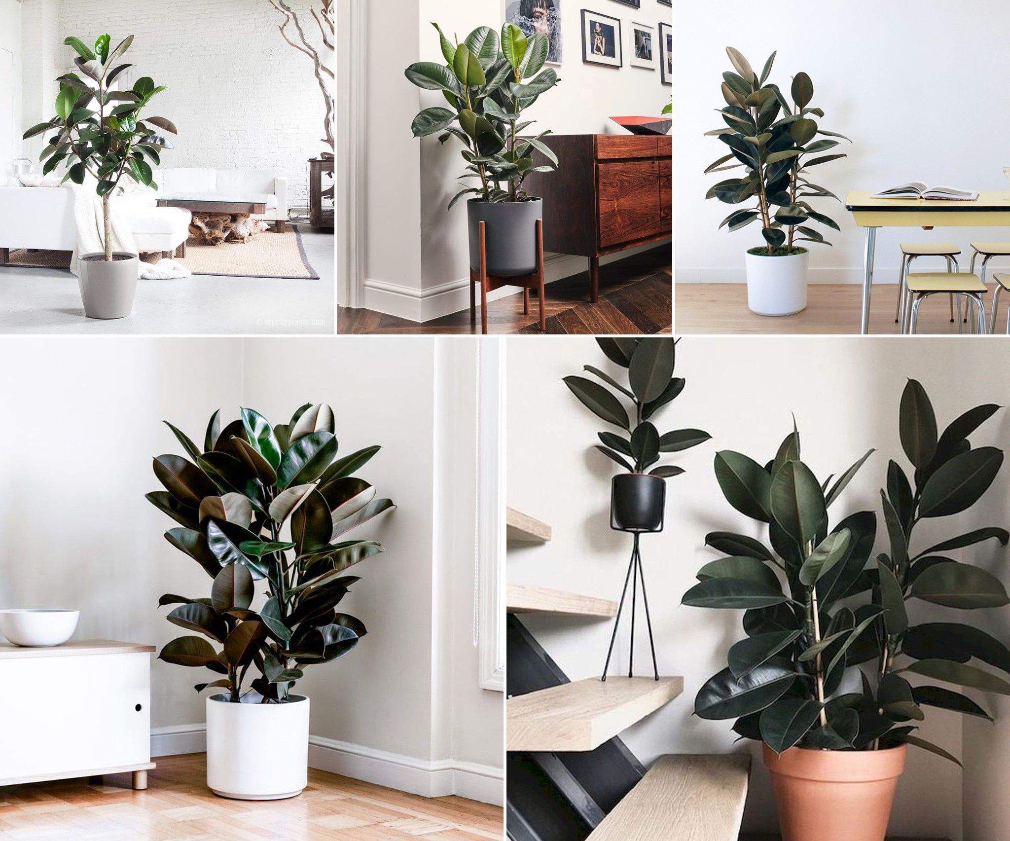 Cây Đa Búp Đỏ - Ảnh 2