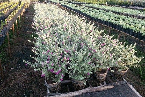 CÂY TUYẾT SƠN PHI HỒ - Ảnh 2