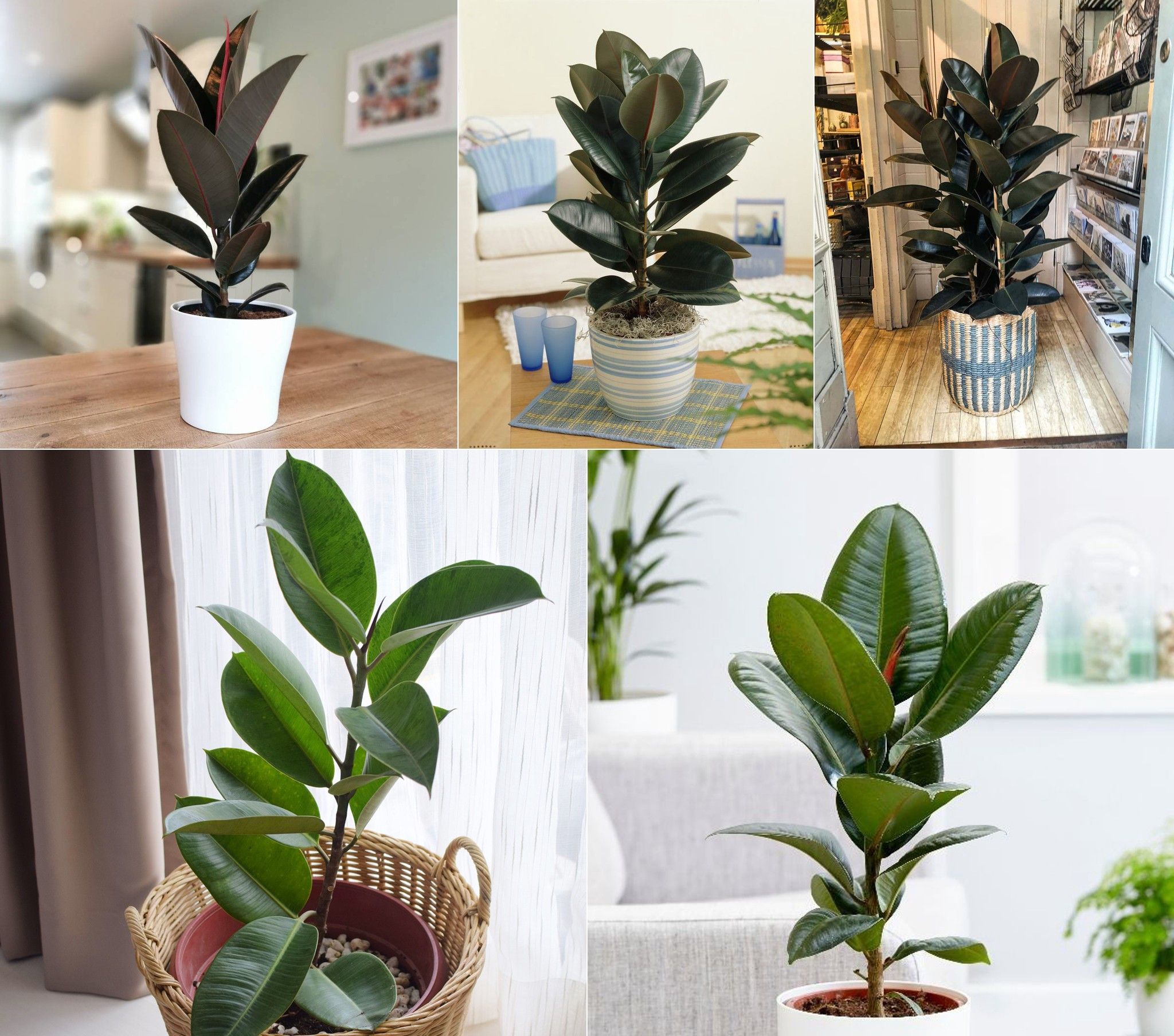 Cây Đa Búp Đỏ - Ảnh 3