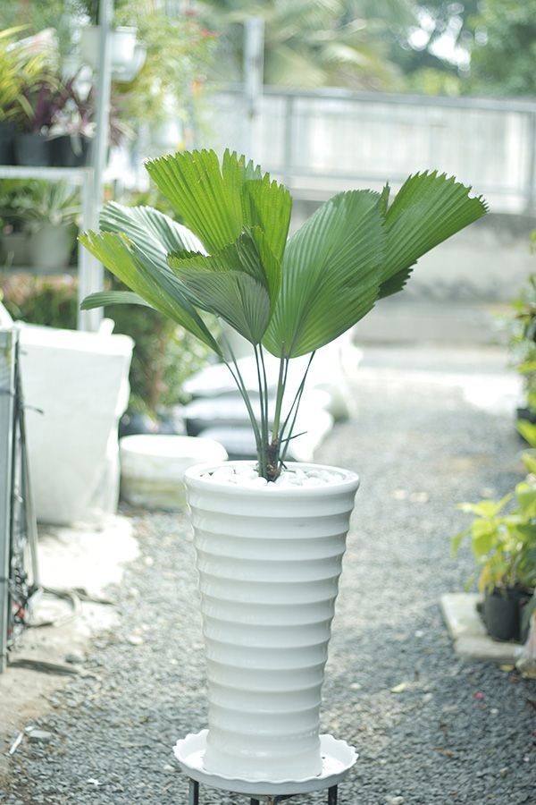 Cây Cọ Nhật - Ảnh 2