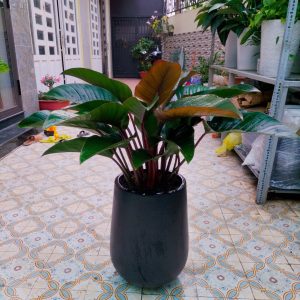 Cây Trầu Bà Đế Vương Đỏ