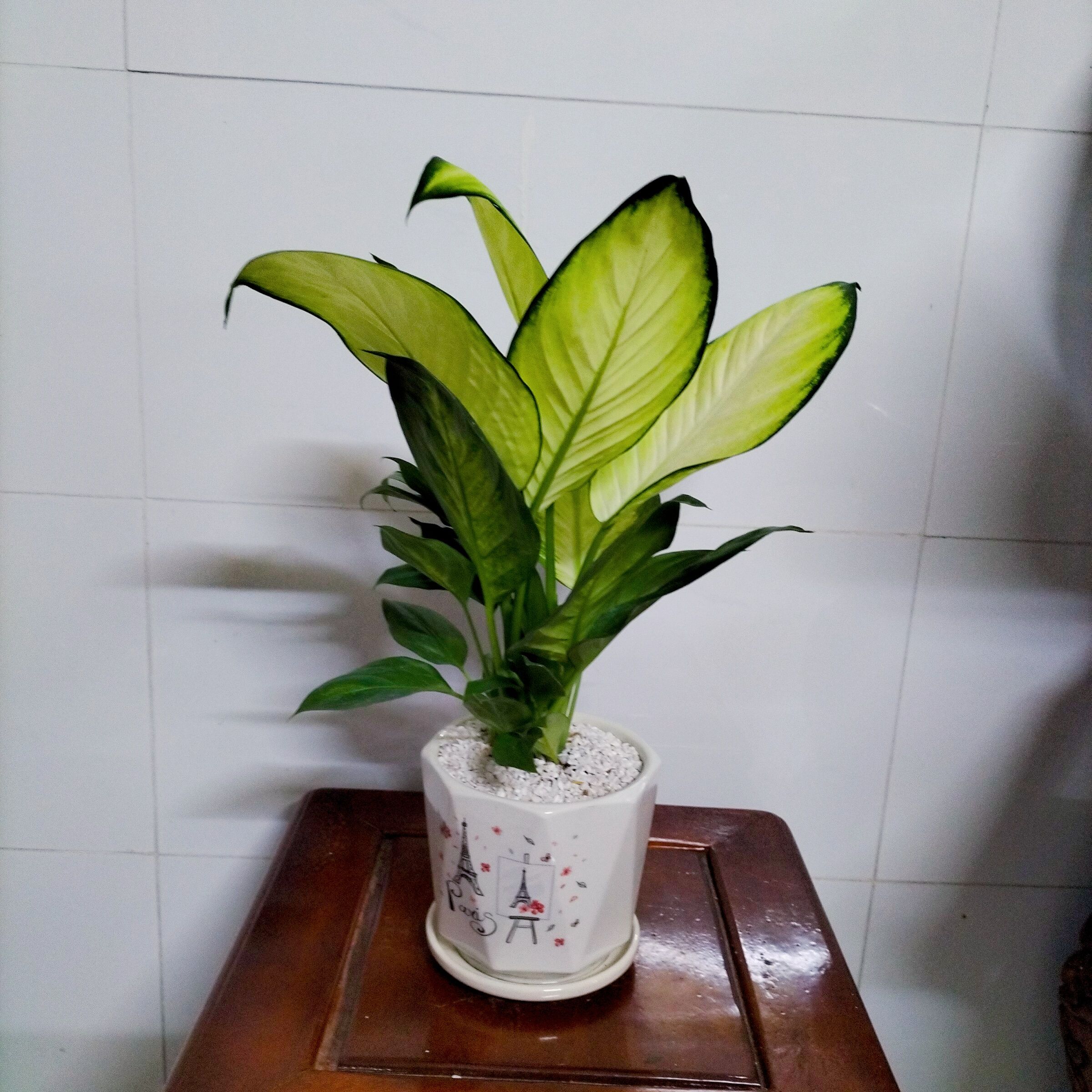 Cây Vạn Niên Thanh - Ảnh 4