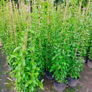 Cúc Tần Ấn Độ