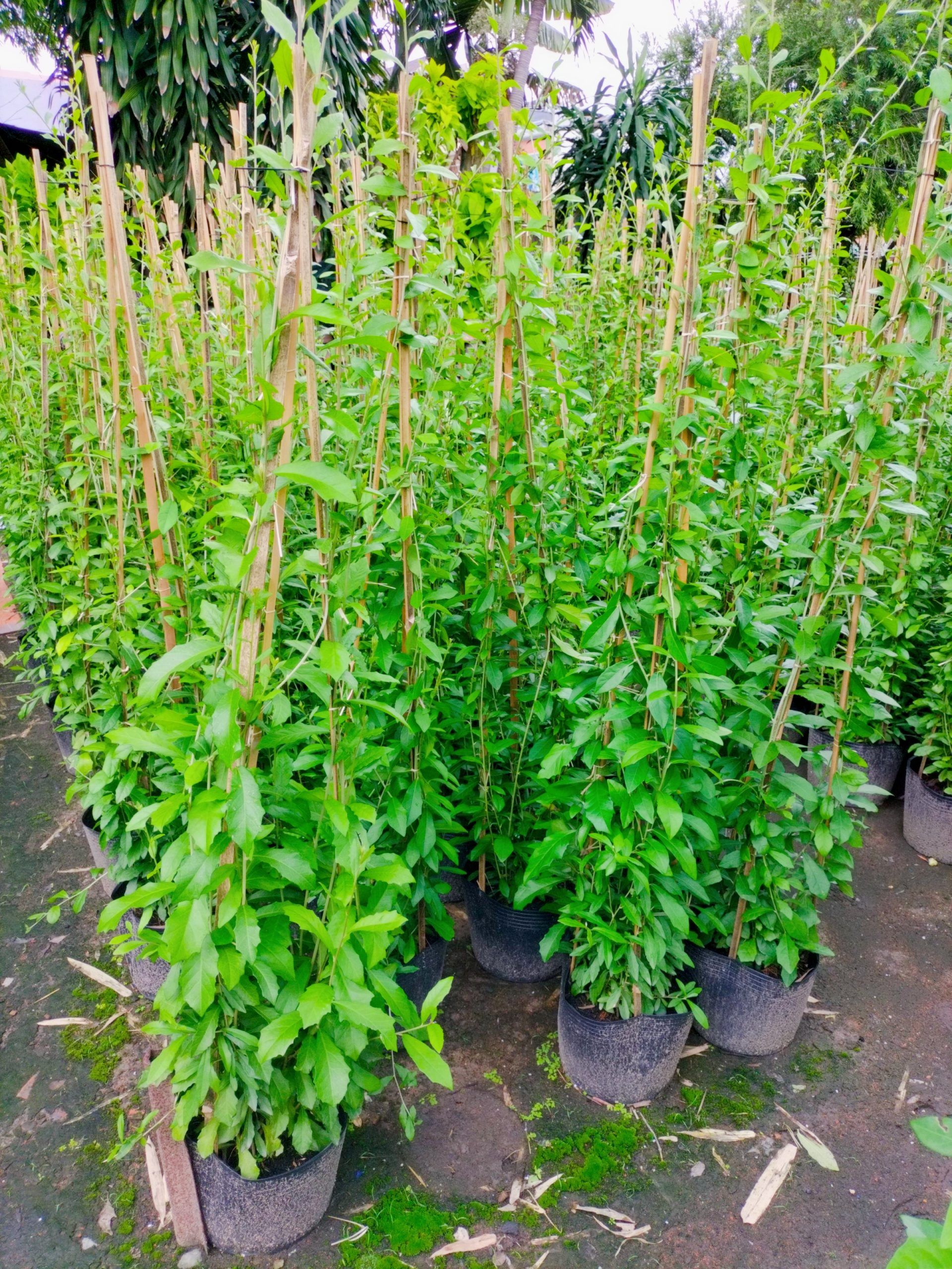 Cúc Tần Ấn Độ