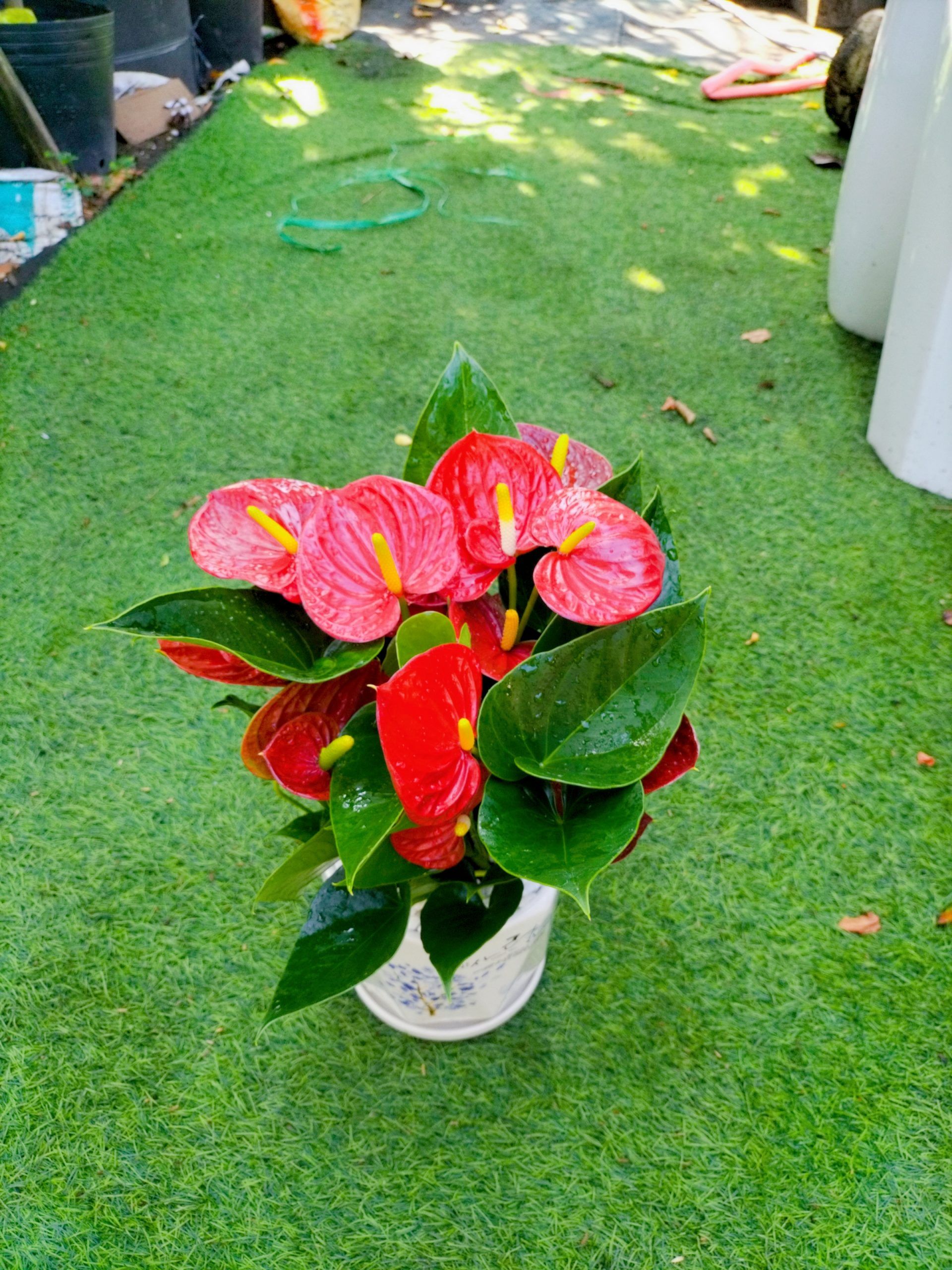 Cây Hồng Môn - Ảnh 4