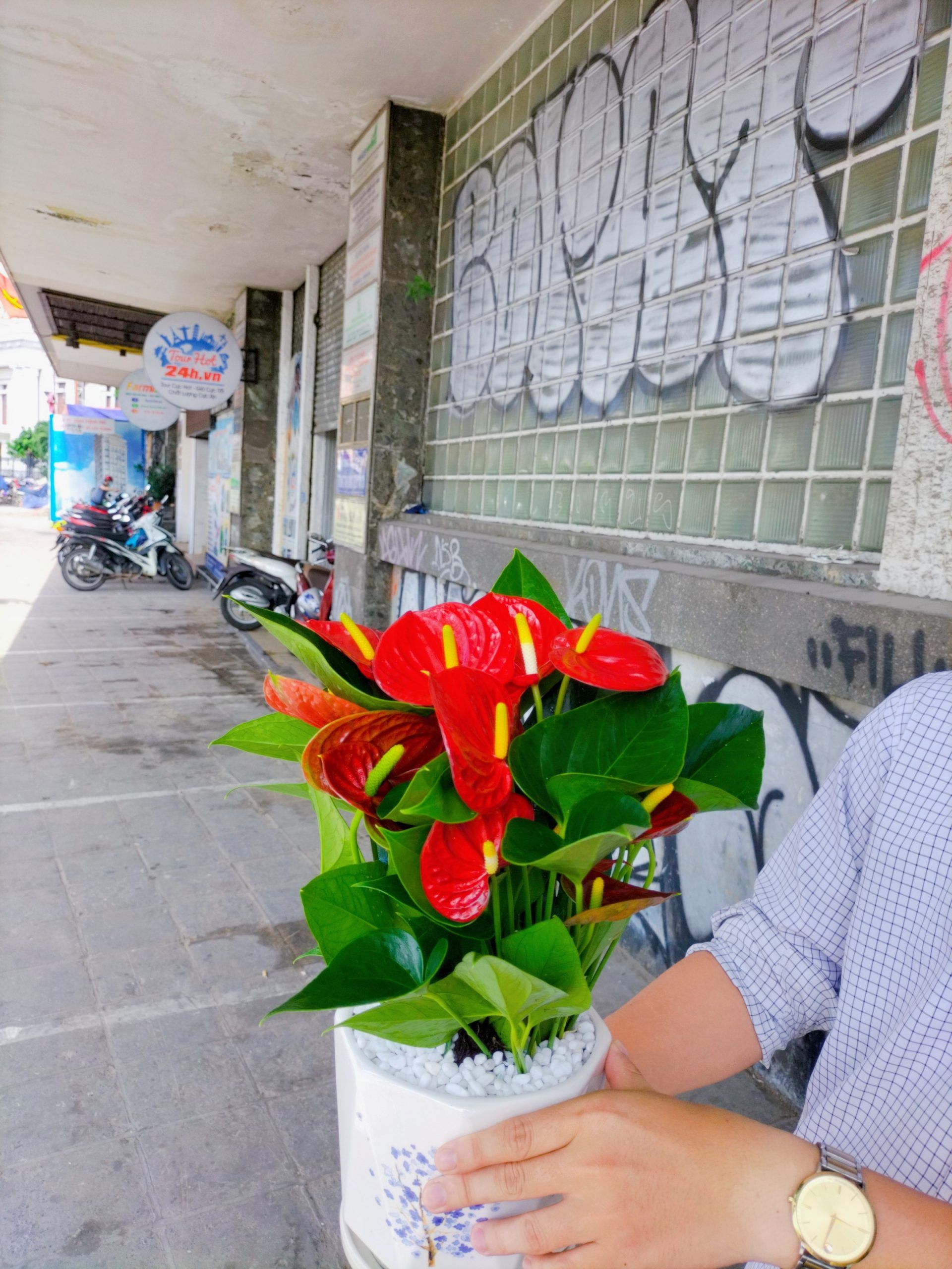 Cây Hồng Môn - Ảnh 5