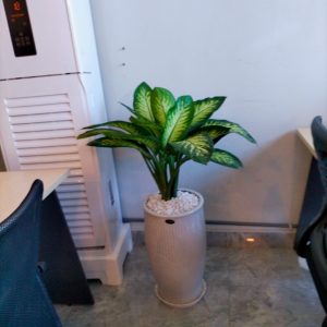 Cây Vạn Niên Thanh