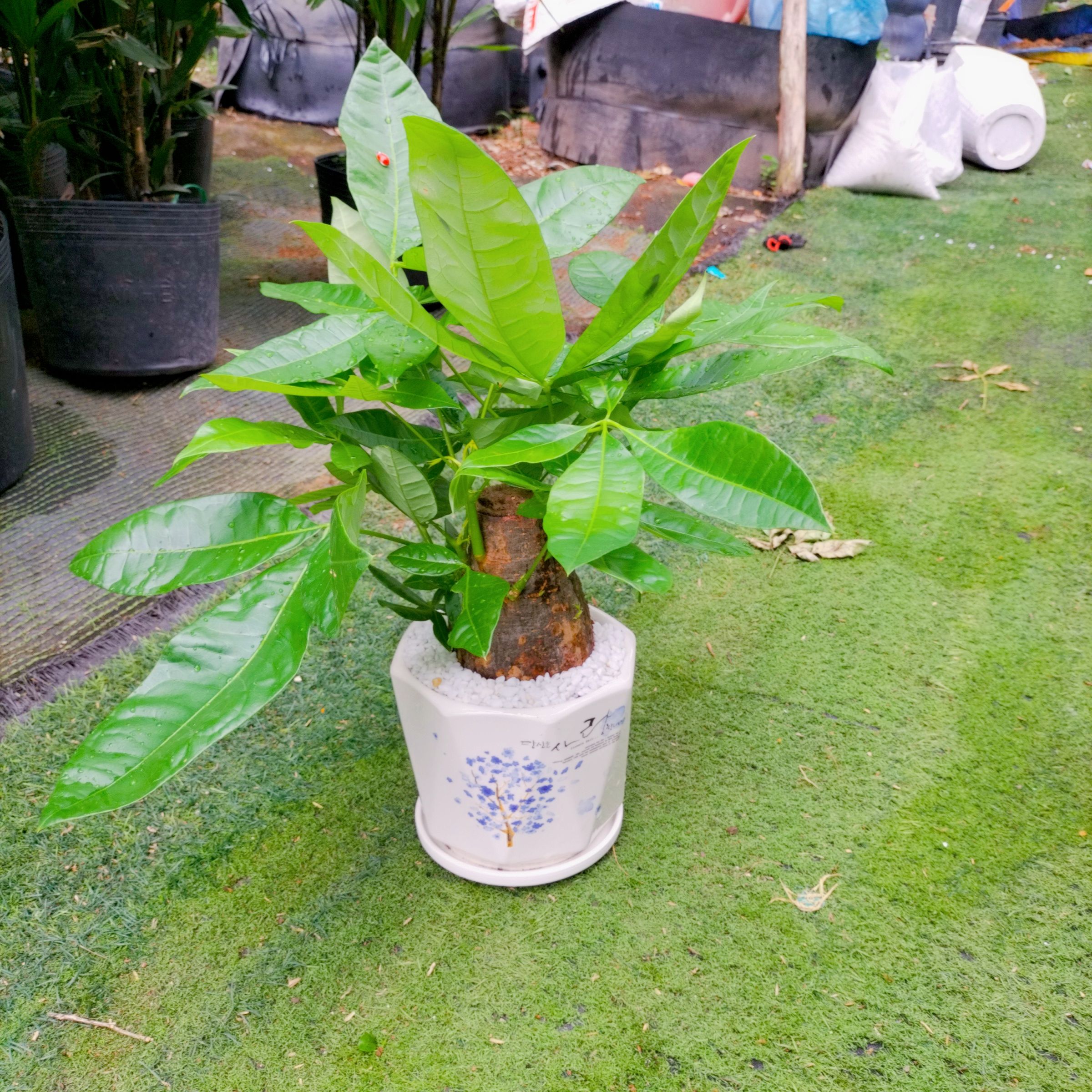 Cây Kim Ngân ( Để Bàn ) - Ảnh 7