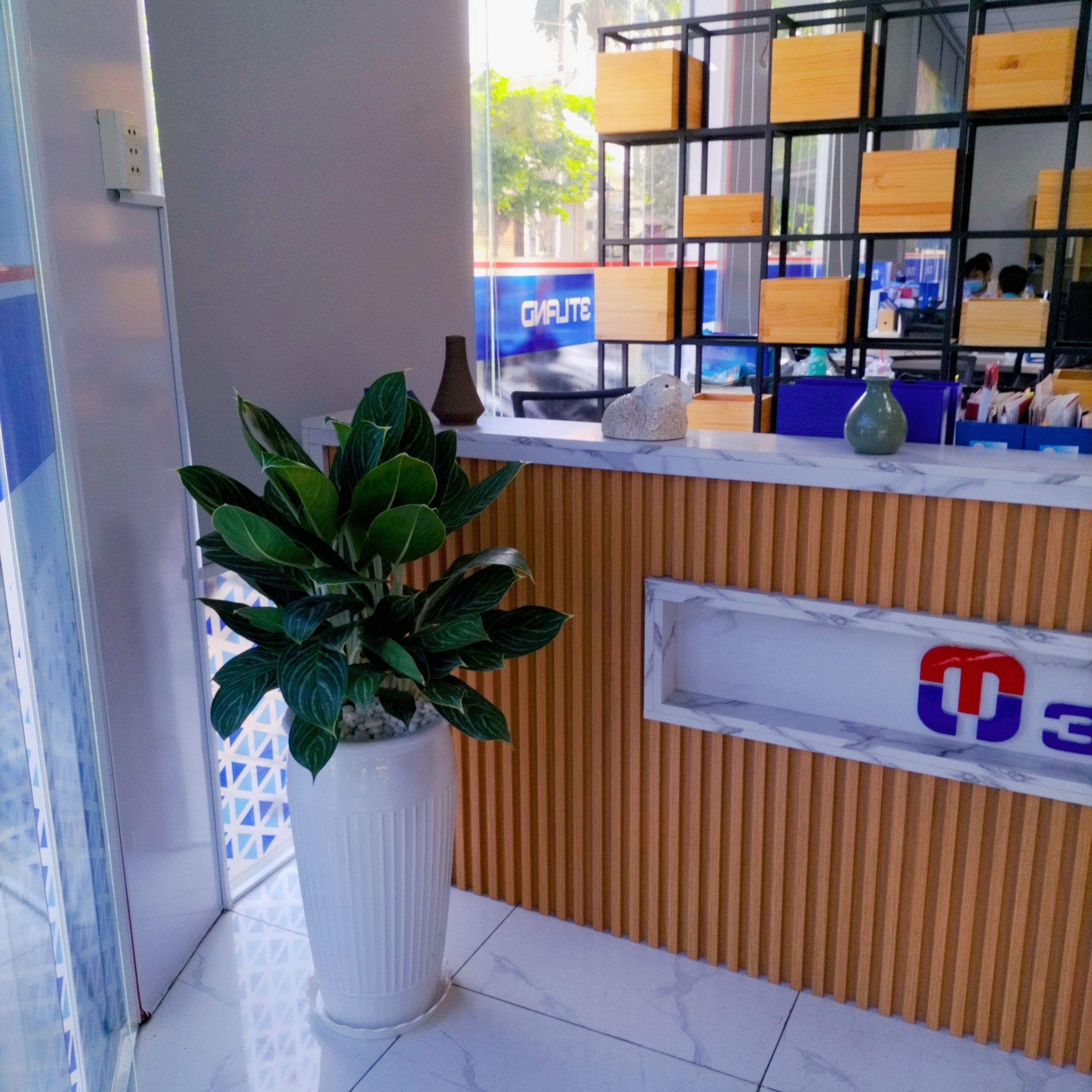 Cây Bạch Mã Hoàng Tử