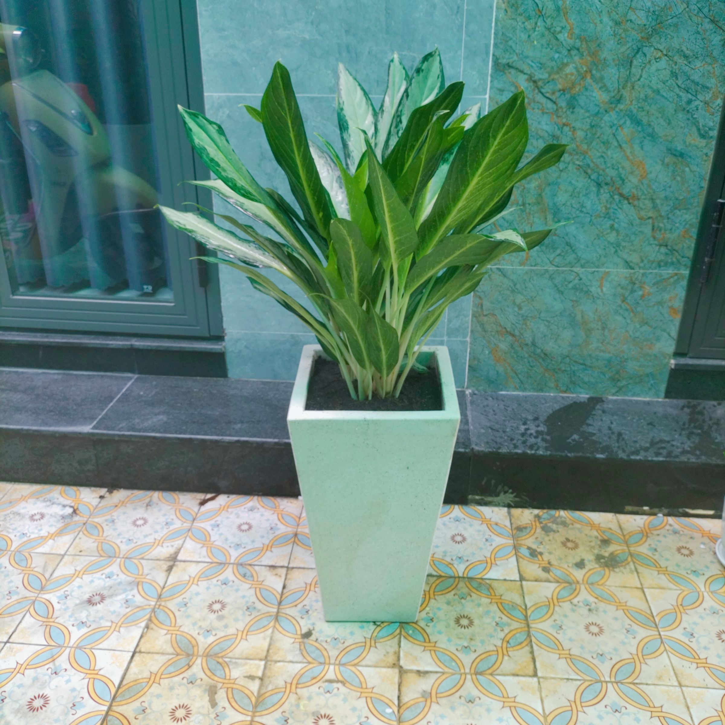 Cây Giữ Tiền - Ảnh 4