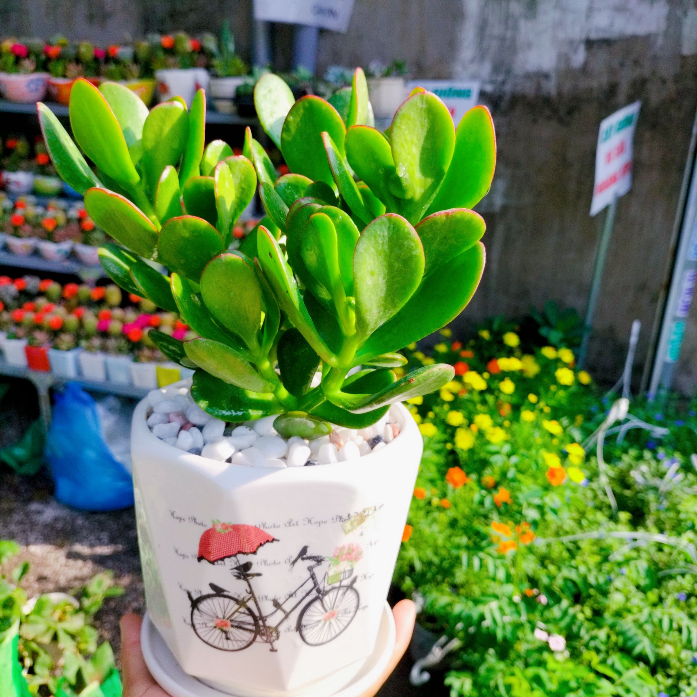 Cây Ngọc Bích - Ảnh 4