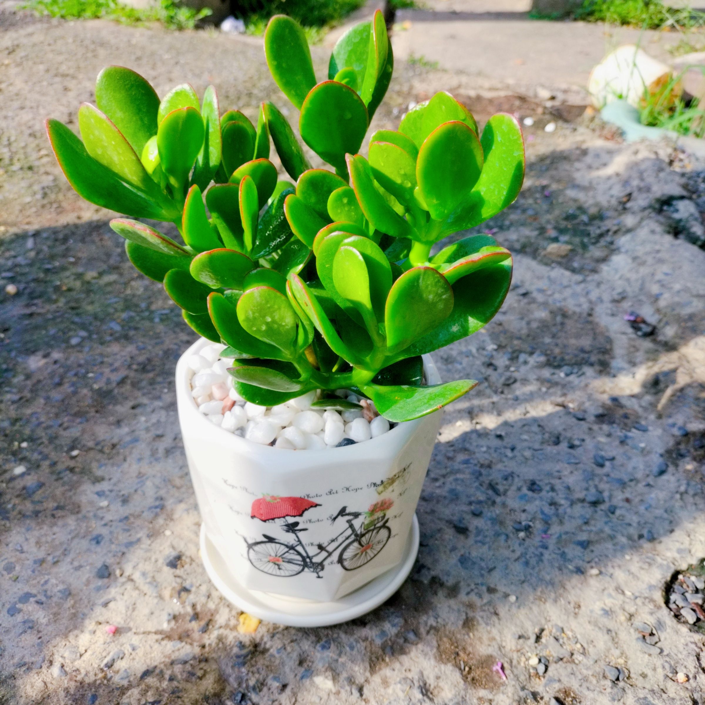 Cây Ngọc Bích - Ảnh 2