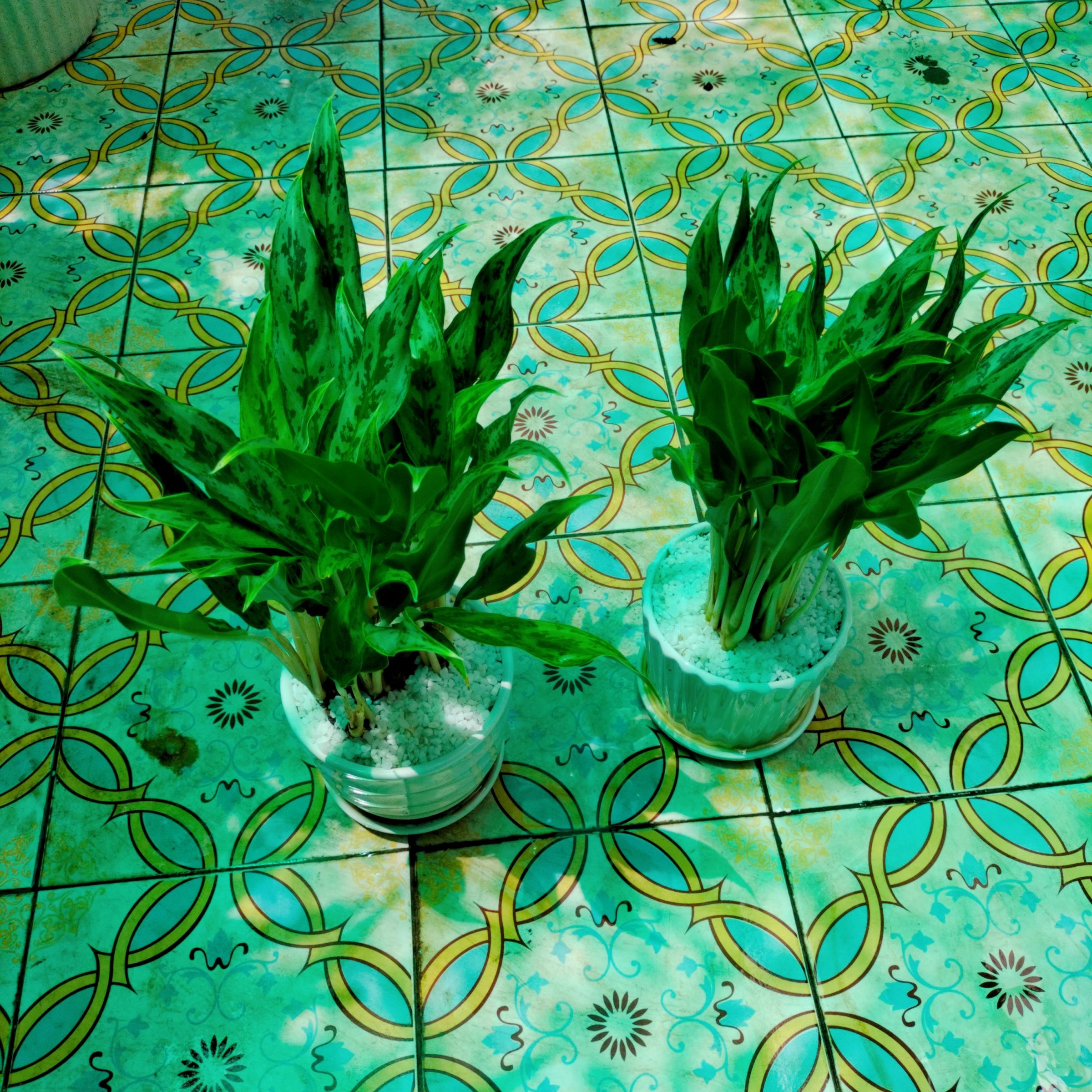 Cây giữ tiền - Ảnh 3