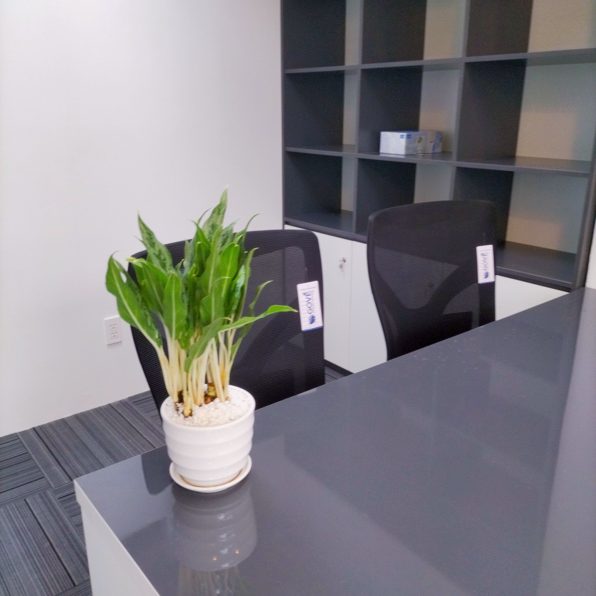 Cây giữ tiền - Ảnh 2