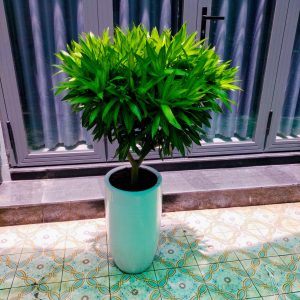 Cây Trúc Bách Hợp