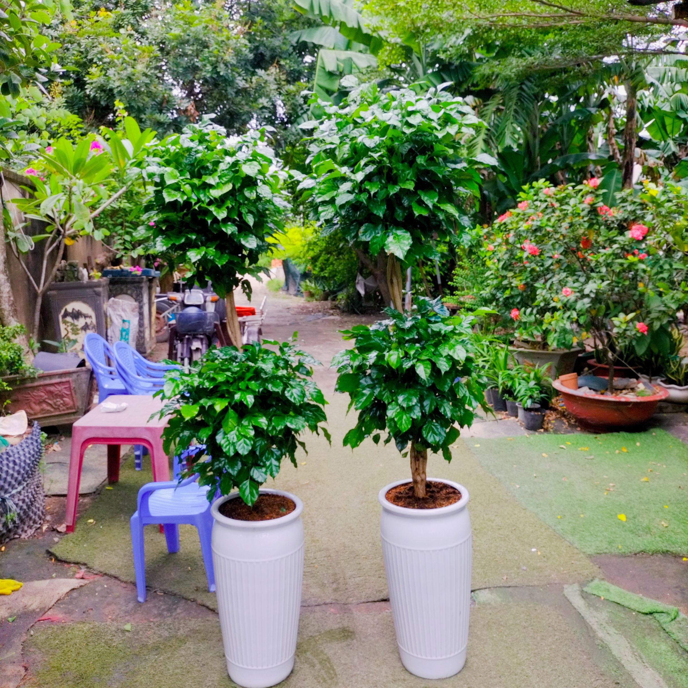 Cây hạnh phúc 2 tầng - Ảnh 4