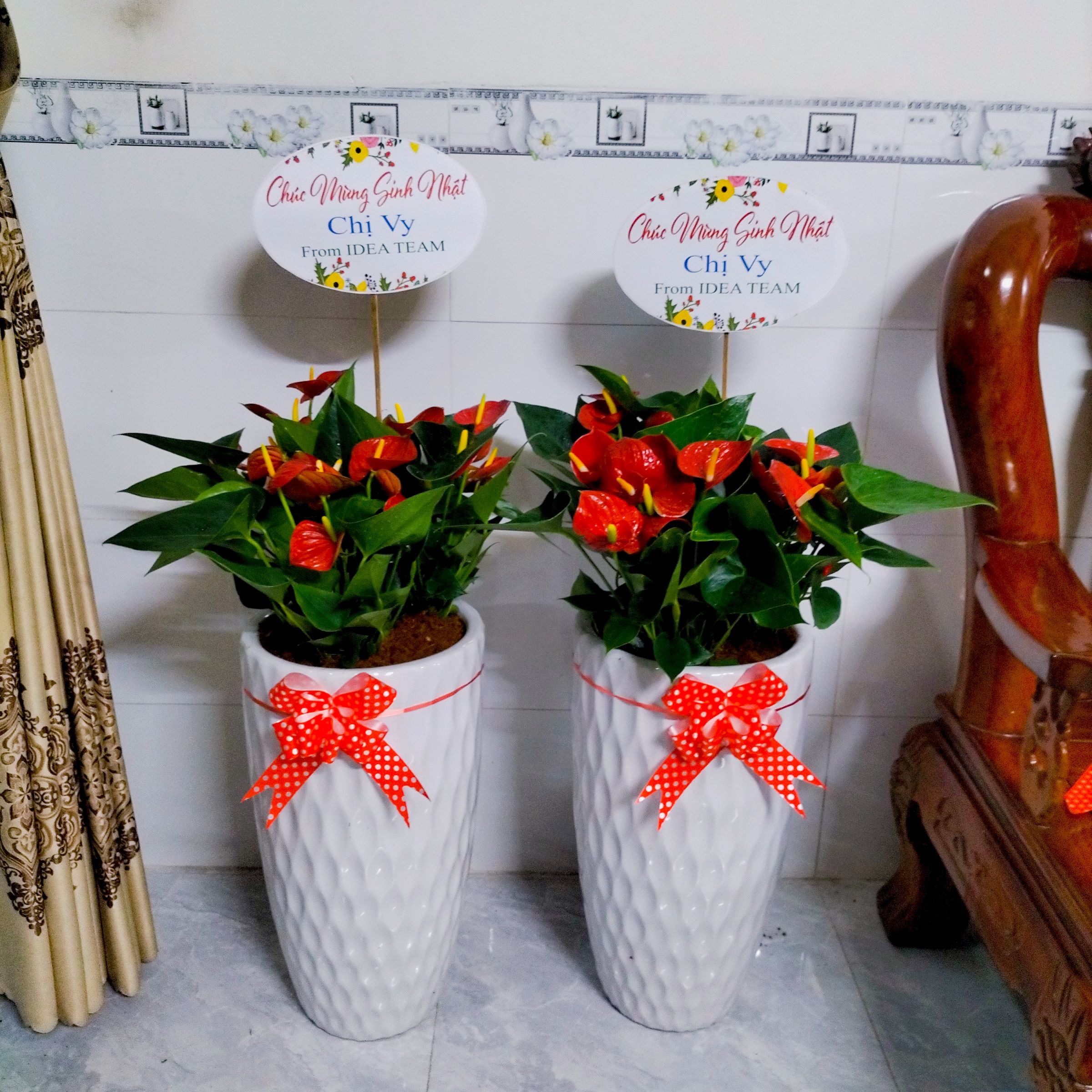 Cây Hồng Môn - Ảnh 7