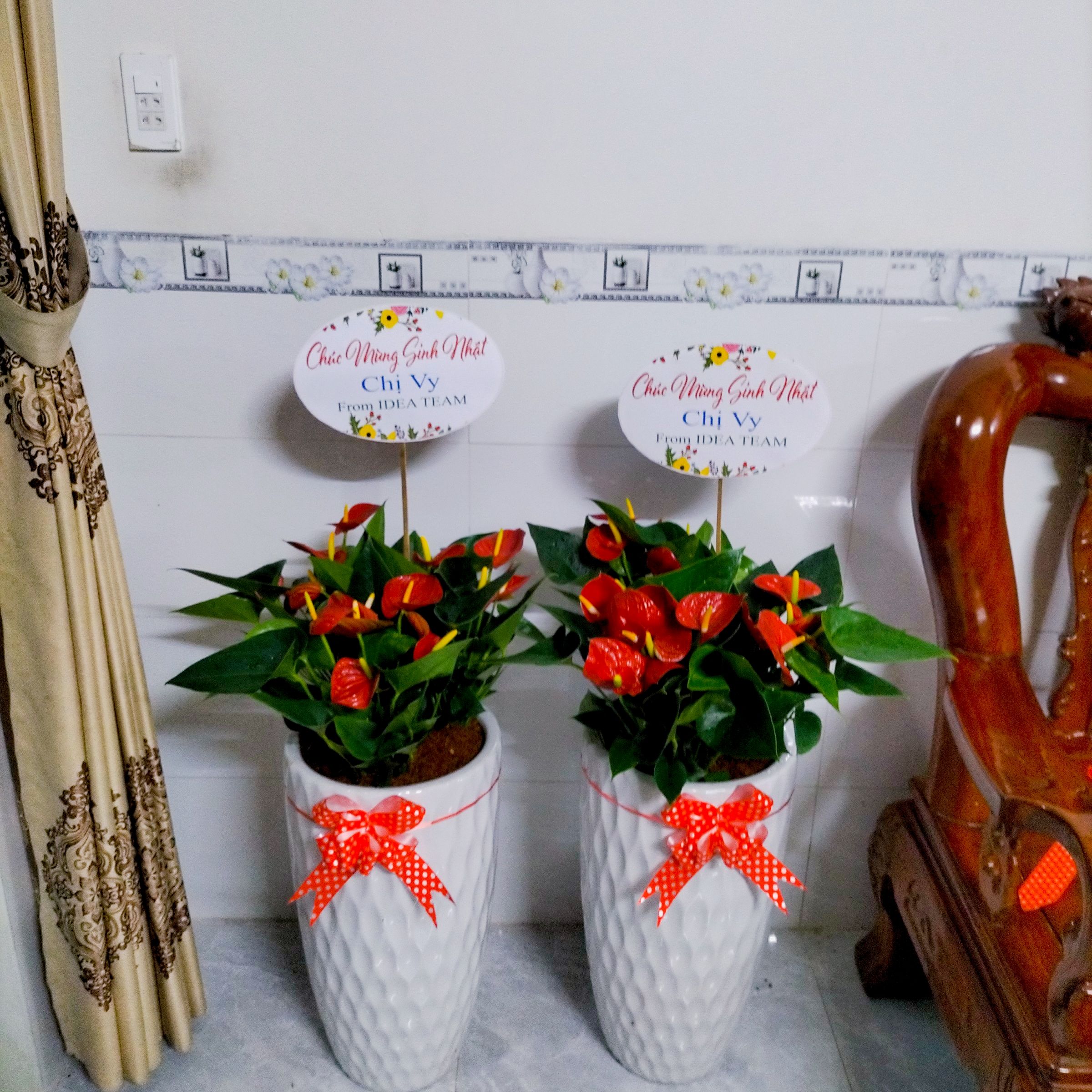 Cây Hồng Môn - Ảnh 2