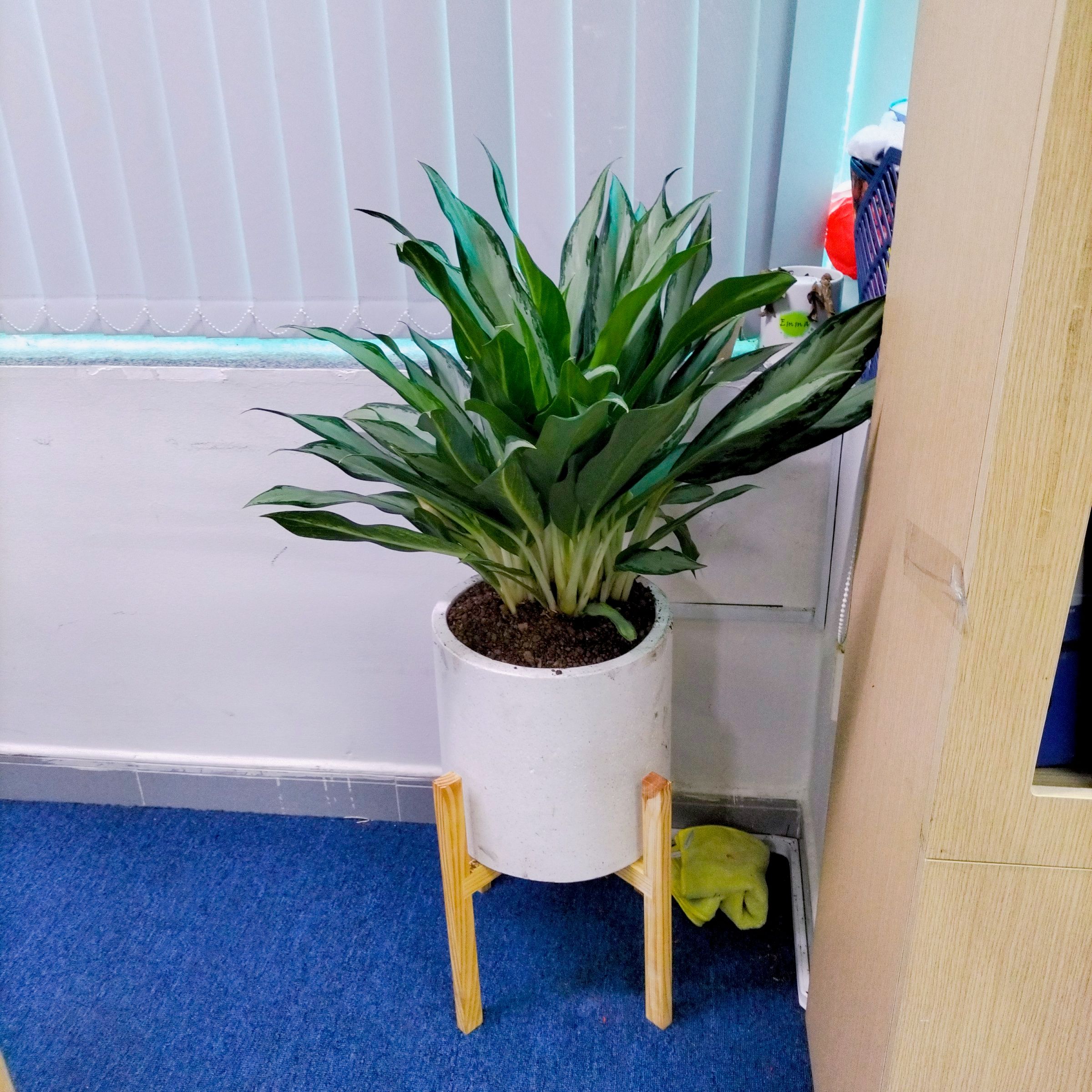 Cây Giữ Tiền - Ảnh 5