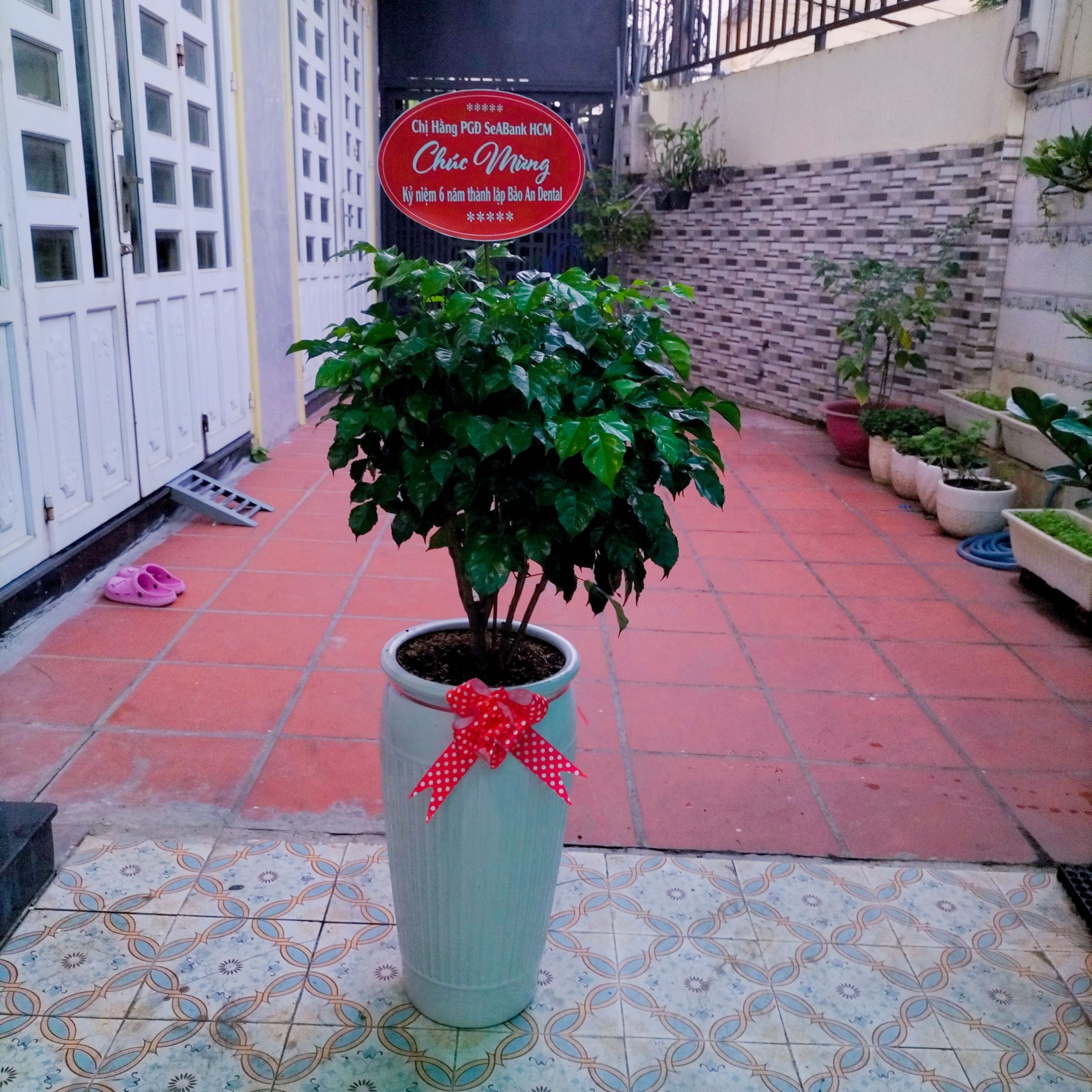 Cây Hạnh Phúc - Ảnh 4