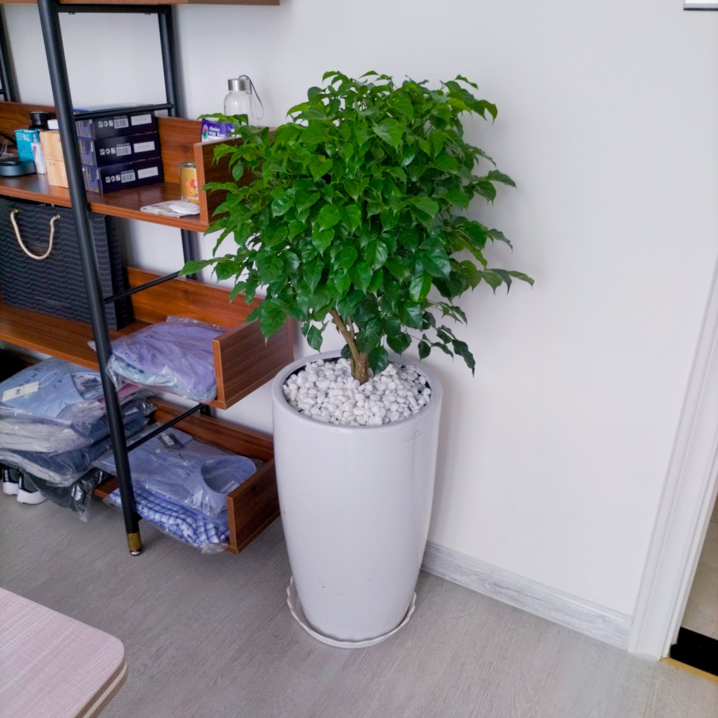 Cây Hạnh Phúc - Ảnh 3