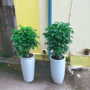 Cây Hạnh Phúc Nội Thất