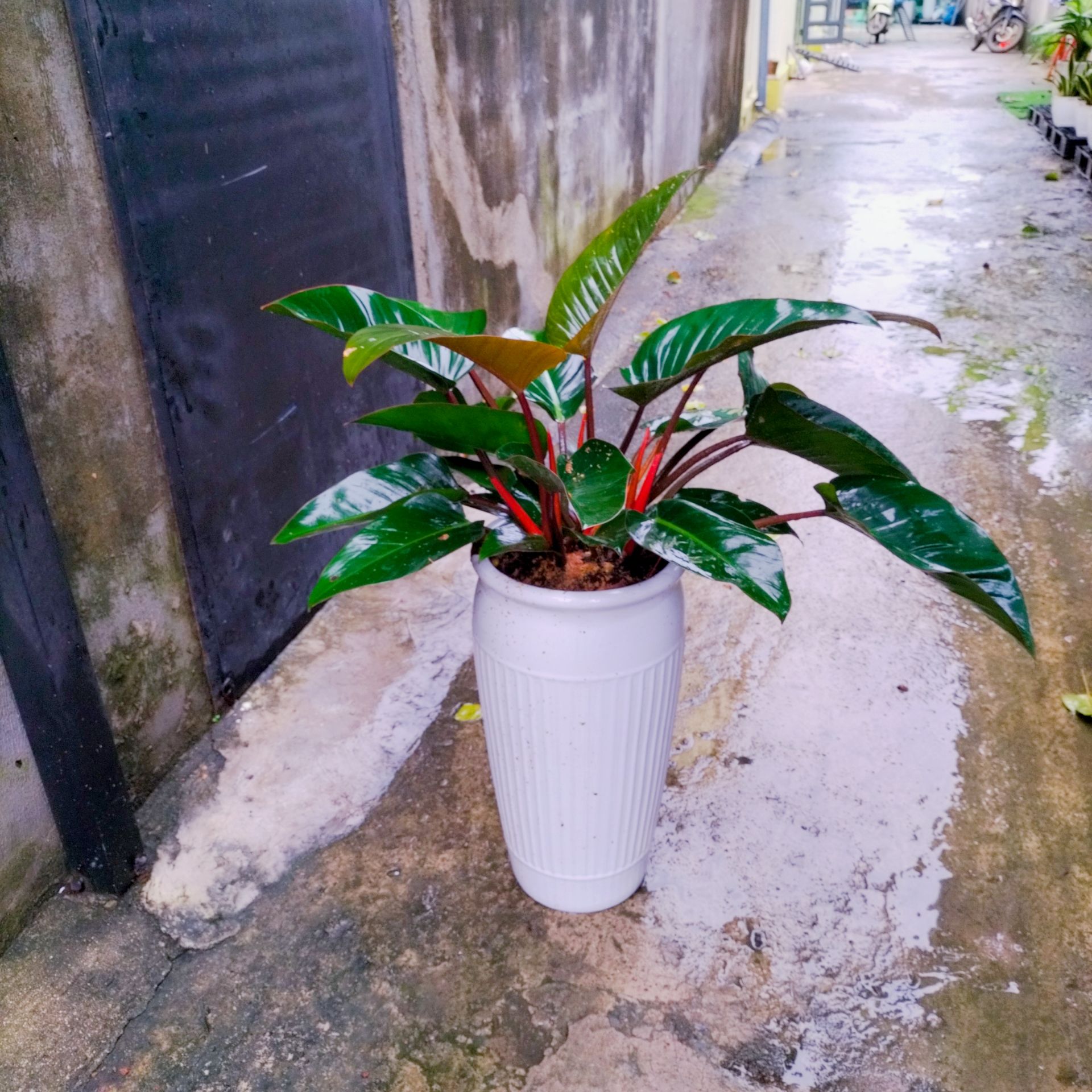 Cây Trầu Bà Đế Vương Đỏ - Ảnh 2