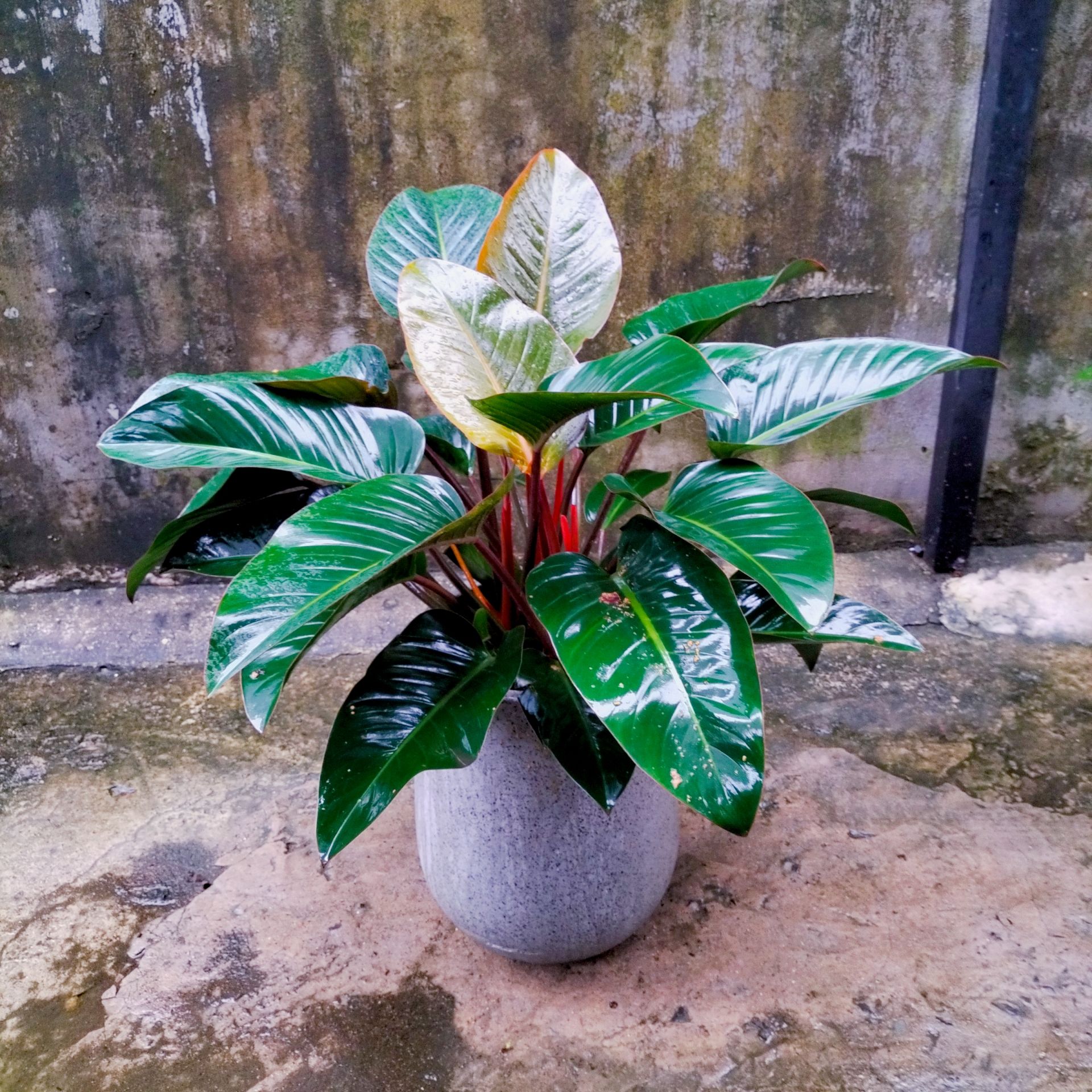 Cây Trầu Bà Đế Vương Đỏ - Ảnh 3