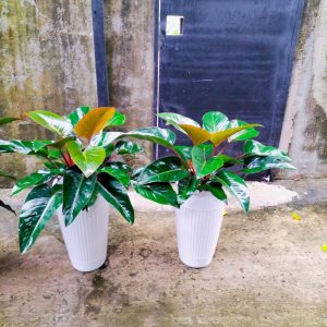 Cây Trầu Bà Đế Vương Đỏ