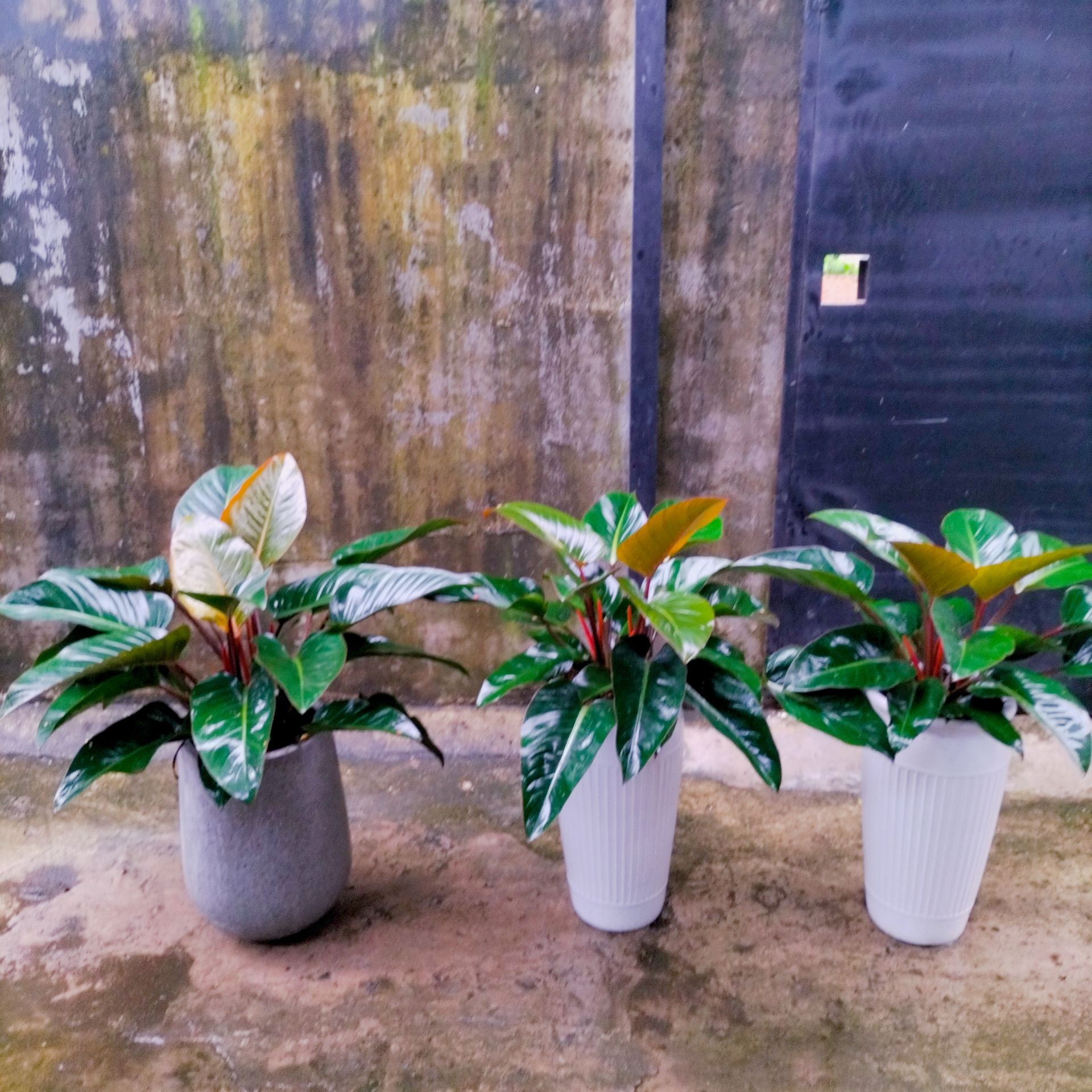 Cây Trầu Bà Đế Vương Đỏ - Ảnh 4