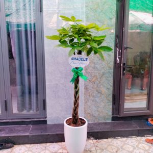 Cây Kim Ngân Thắt Bím