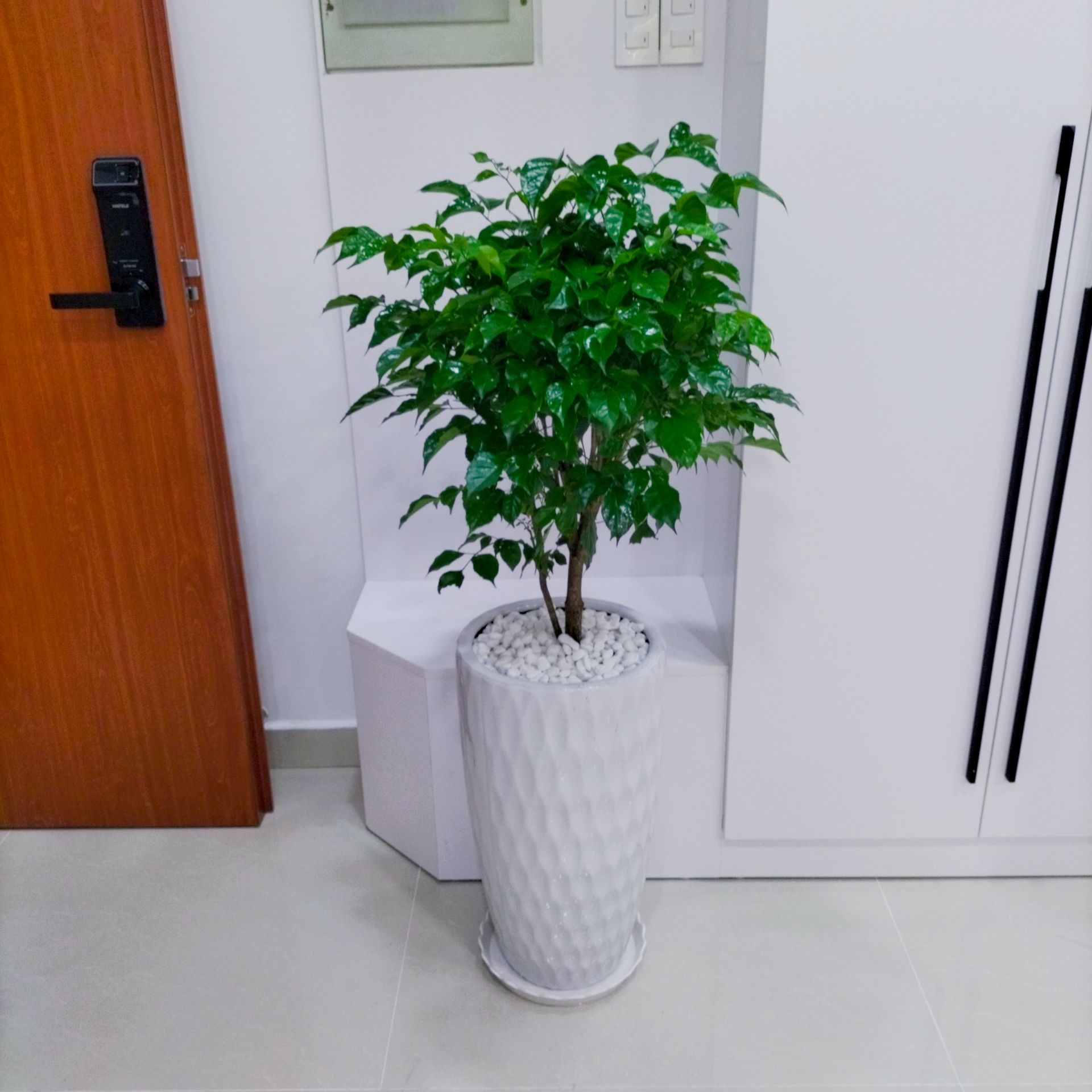 Cây Hạnh Phúc - Ảnh 2