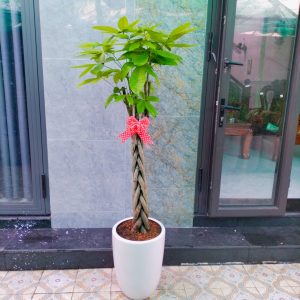 Cây Kim Ngân Thắt Bím