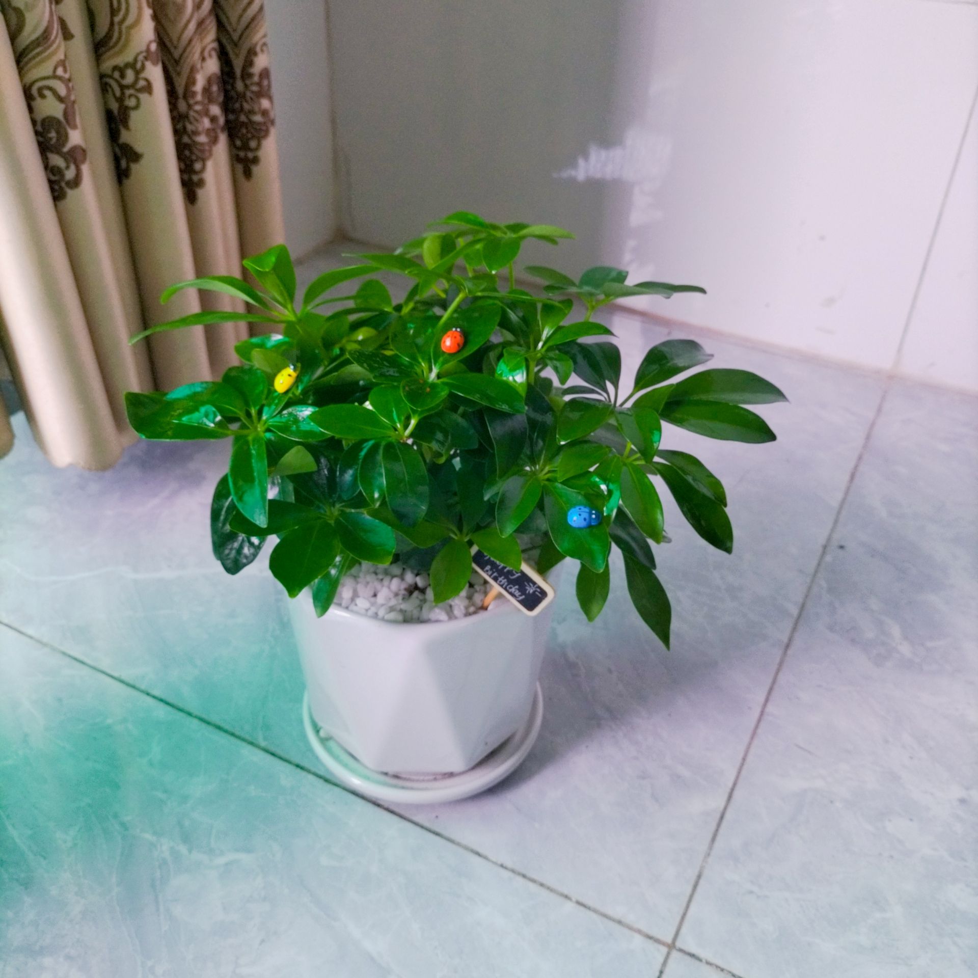 Cây Ngũ Gia Bì Để Bàn - Ảnh 4