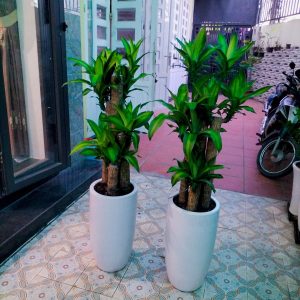 Cây Phát Tài Khúc( Thiếc Mộc Lan)