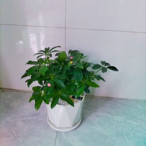 Cây Ngũ Gia Bì Để Bàn