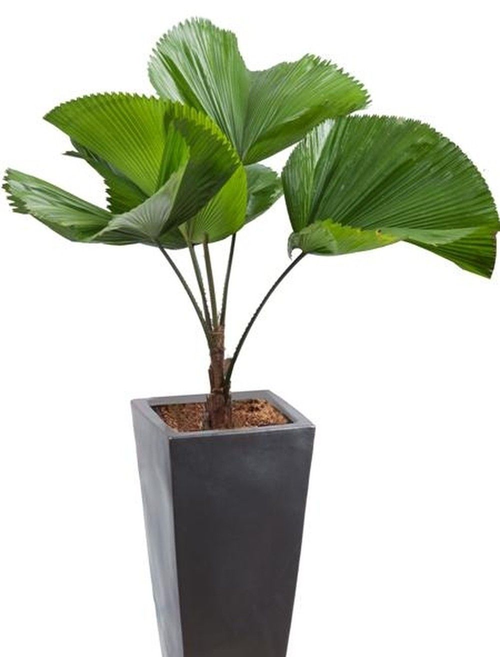 Cây Cọ Nhật - Ảnh 4