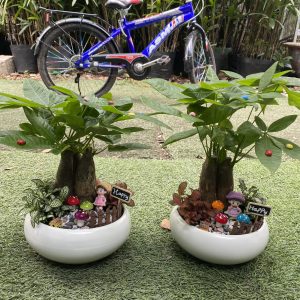 Kim Ngân Tiểu cảnh