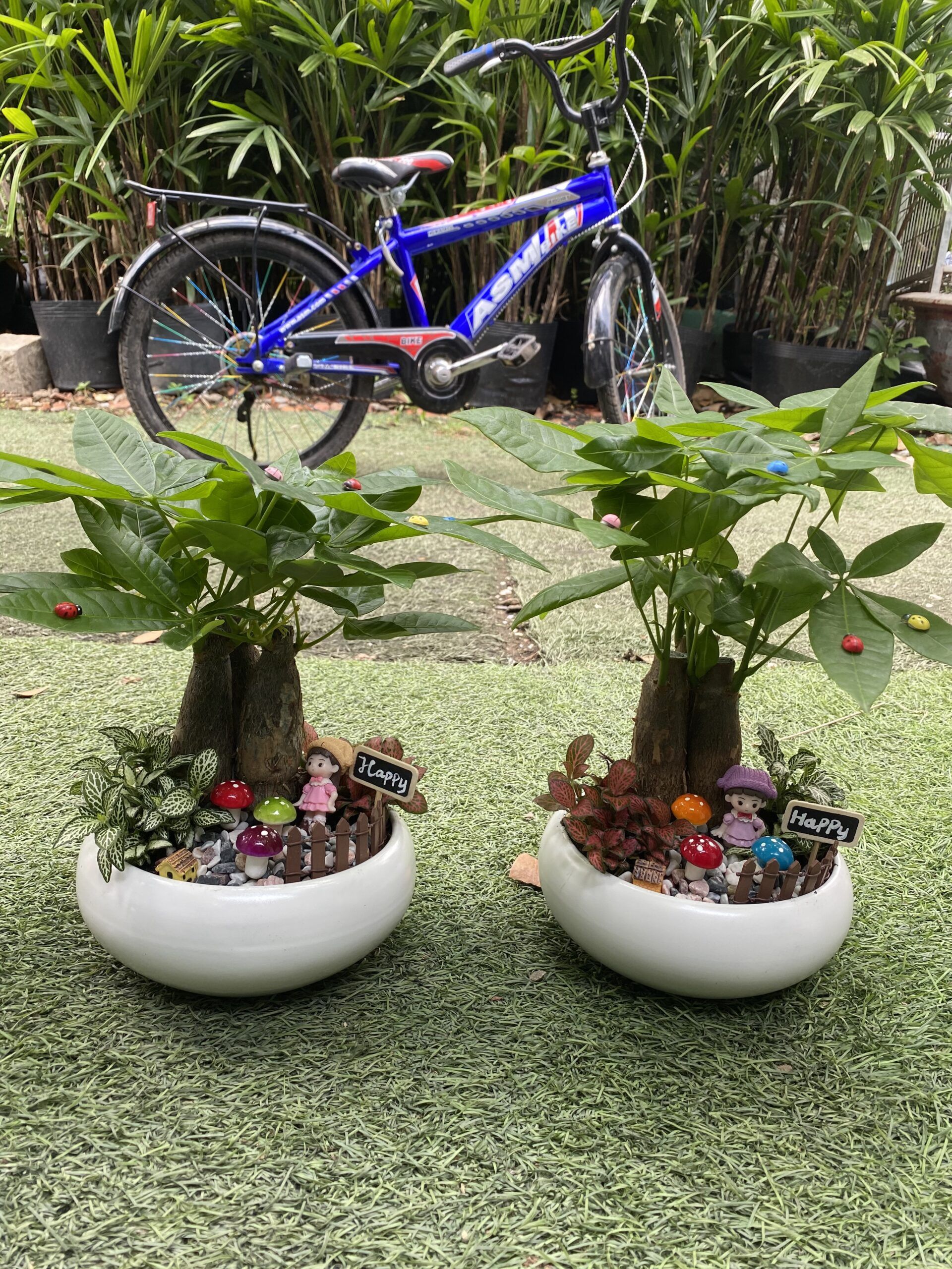 Kim Ngân Tiểu cảnh