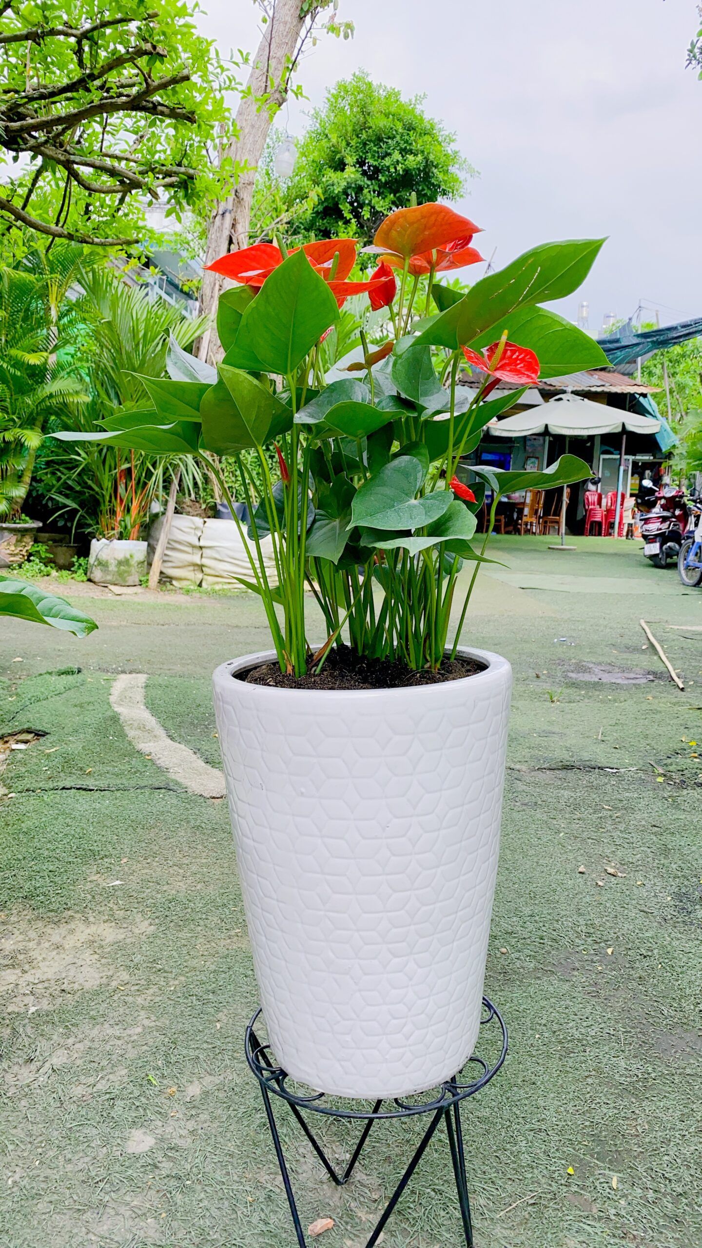 Cây Hồng Môn - Ảnh 5