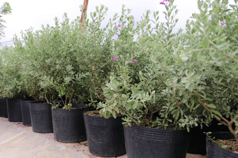 CÂY TUYẾT SƠN PHI HỒ - Ảnh 3