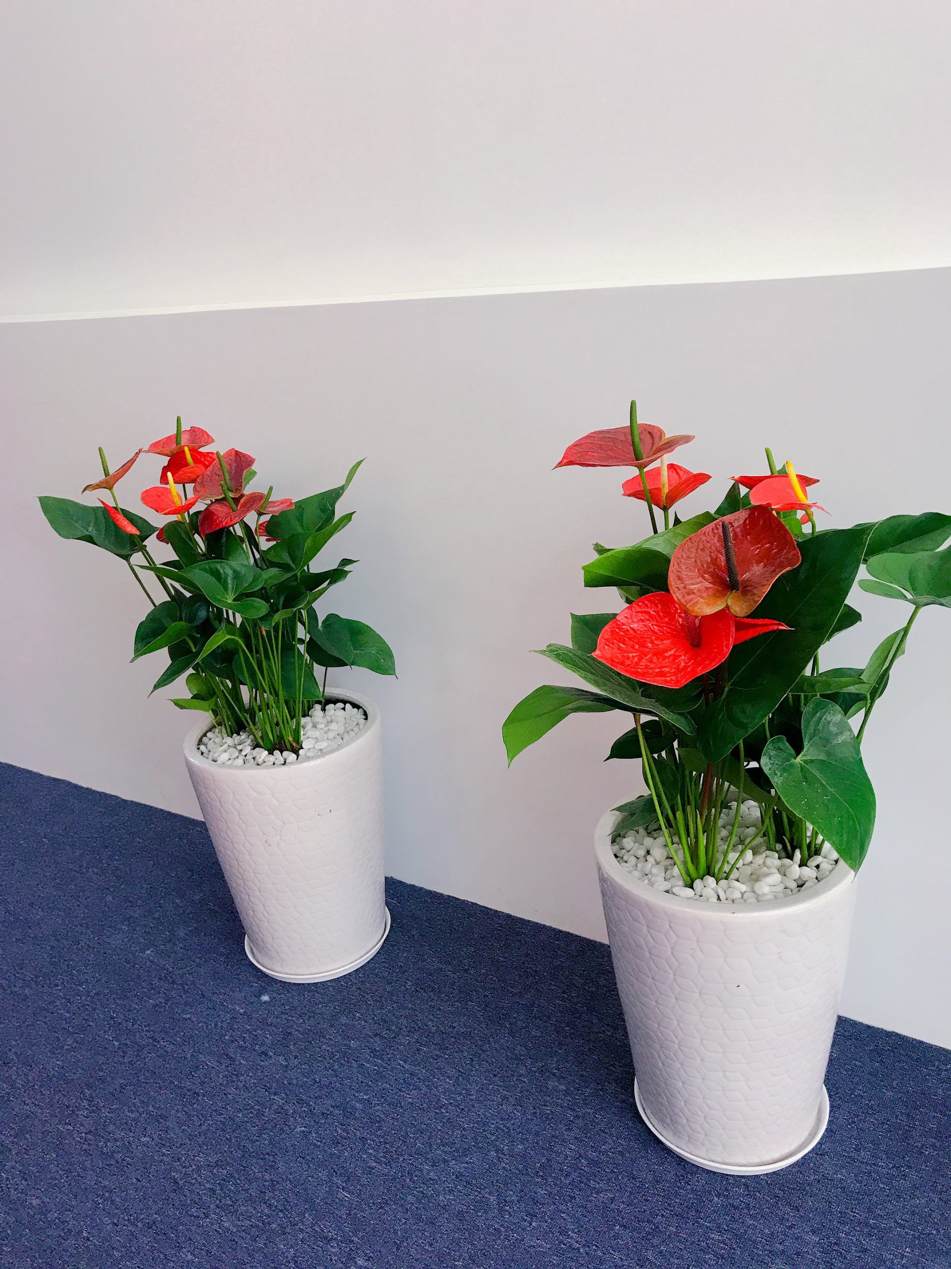 Cây Hồng Môn - Ảnh 4