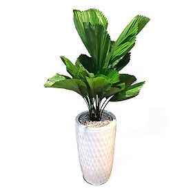 Cây Cọ Nhật - Ảnh 3