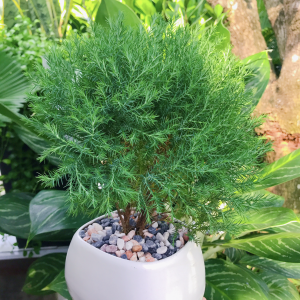 Cây Tùng Bồng Lai